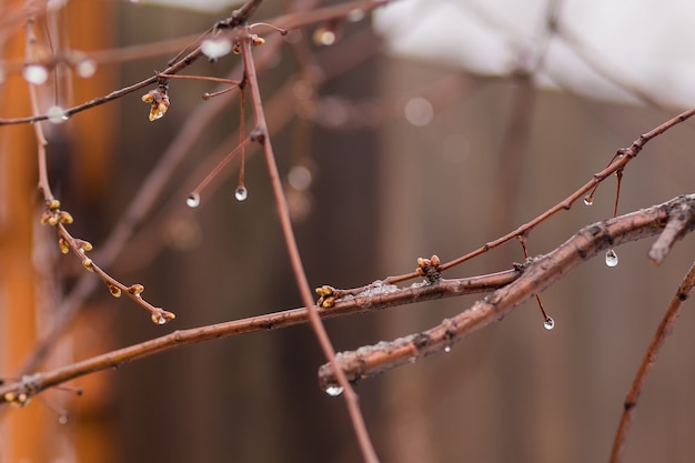 Gocce di pioggia su un ramo di un albero