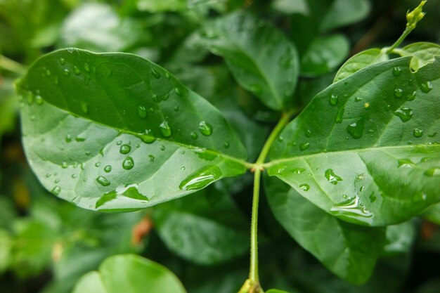 Raindrops water on a leaf fresh juicy beautiful tree leaf closeup summer spring background