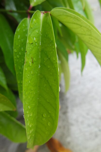 Raindrops water on a leaf Fresh juicy beautiful tree leaf closeup Summer spring background