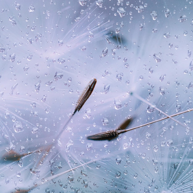 春の雨の日の雨滴と白いタンポポの種子