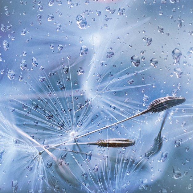 raindrops and white dandelion seed in rainy days in spring season