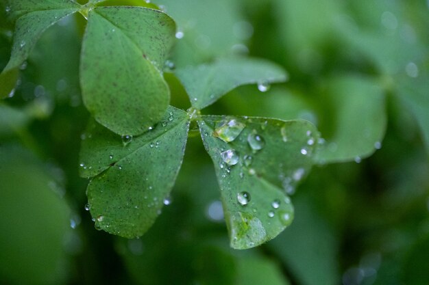 Raineaten leaves in macro shot