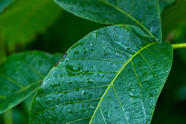 Foto foglie mangiate dalla pioggia in macro shot