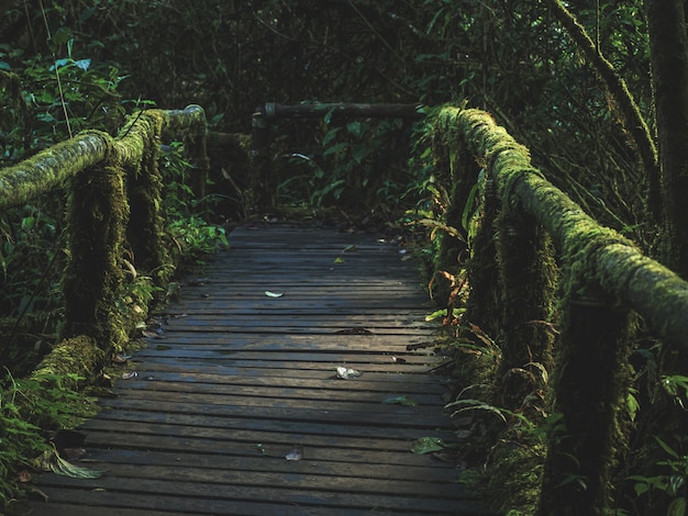 Тропический лес в Doi Inthanon Национальный парк, Таиланд