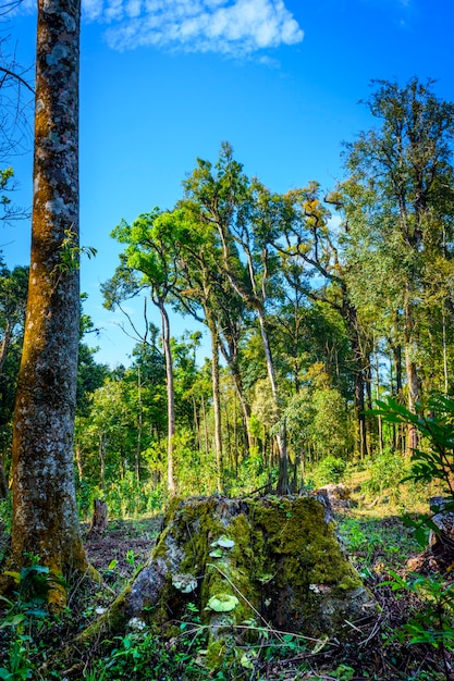 Foto natura verde foresta pluviale con grande albero