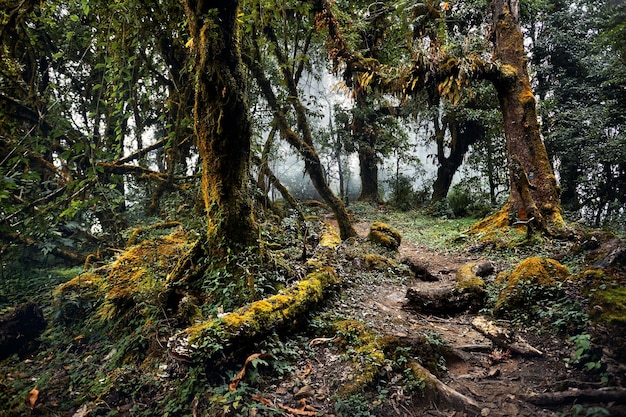 Rainforest in Himalayas of Nepal