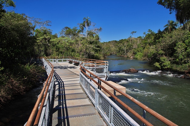 Photo the rainforest on iguazu falls in argentina and brazil