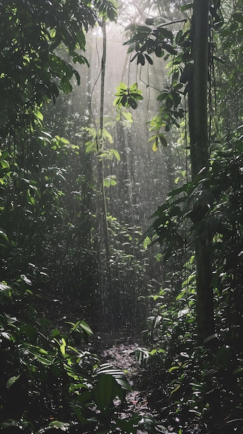 Rainforest jungle landscape with lots of vegetation and fog