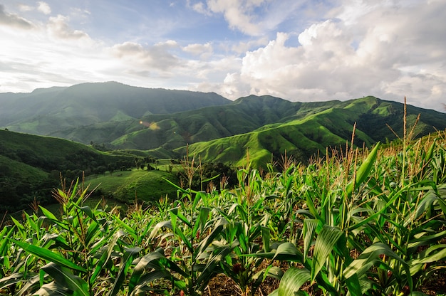 Rainforest replaced with corn plantation: deforestation environmental problem in Nan