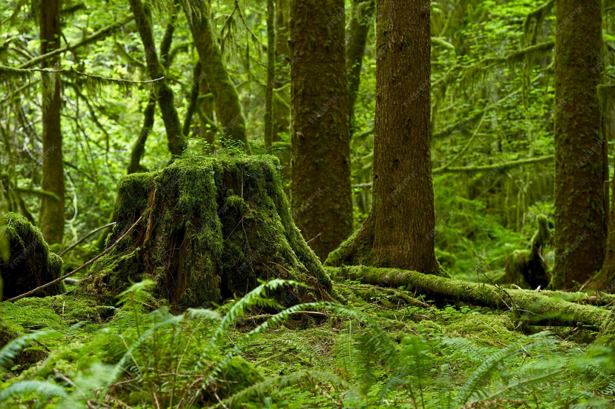 Premium Photo | Rainforest theme