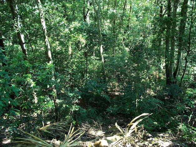 The rainforest in Tikal Guatemala