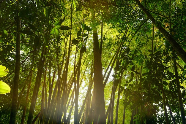 熱帯雨林の熱帯の背景