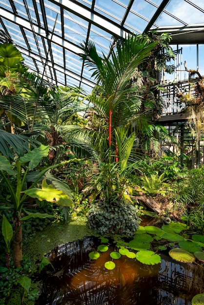 Rainforest vegetation in a greenhouse at Geneva Botanical Garden Geneva Geneva Canton Switzerland