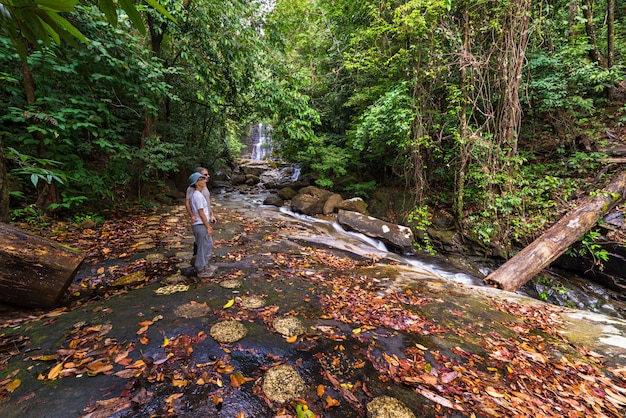 Rainforest waterfall