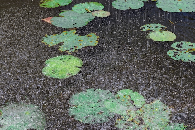 Raining drop on the water pond