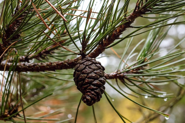 A rainsoaked pinecone on a branch showcasing how rain revitalizes nature