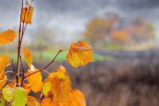 A rainy autumn day a tree branch with yellow leaves on a blurred background in a meadow during the rain