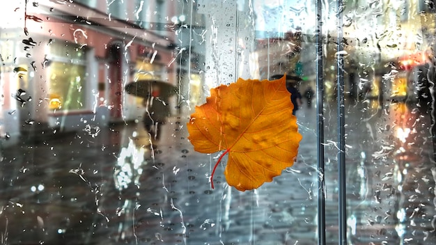 Rainy city season ,rain drops on window,yellow leaves,people\
with umbrella evening blurred light