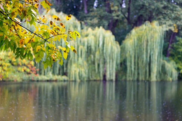 Rainy day in the city park. Trees are reflected in the water of the lake