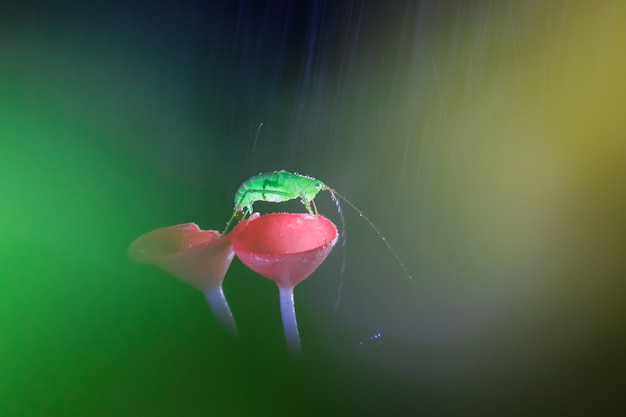 Rainy day and the grasshopper on red mushrooms, PINK BURN CUP Mushroom, Tarzetta Rosea ( Rea) Dennis, Pustuluria Rosea Rea