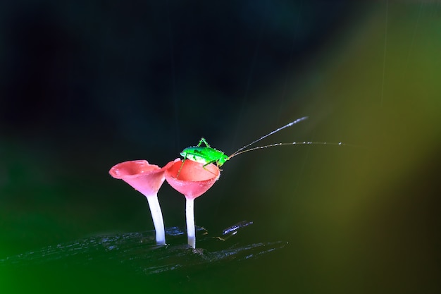 Rainy day and the grasshopper on red mushrooms