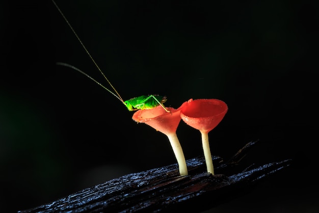 Rainy day and the grasshopper on red mushrooms