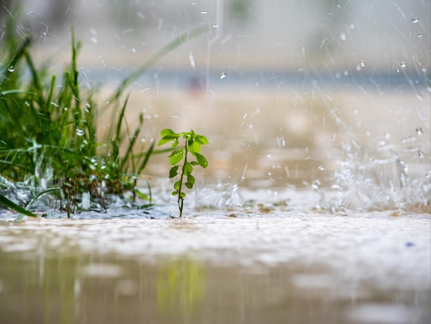 Rainy day and heavy rain