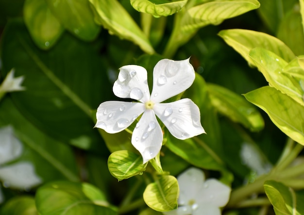 白い花に雨のしずく