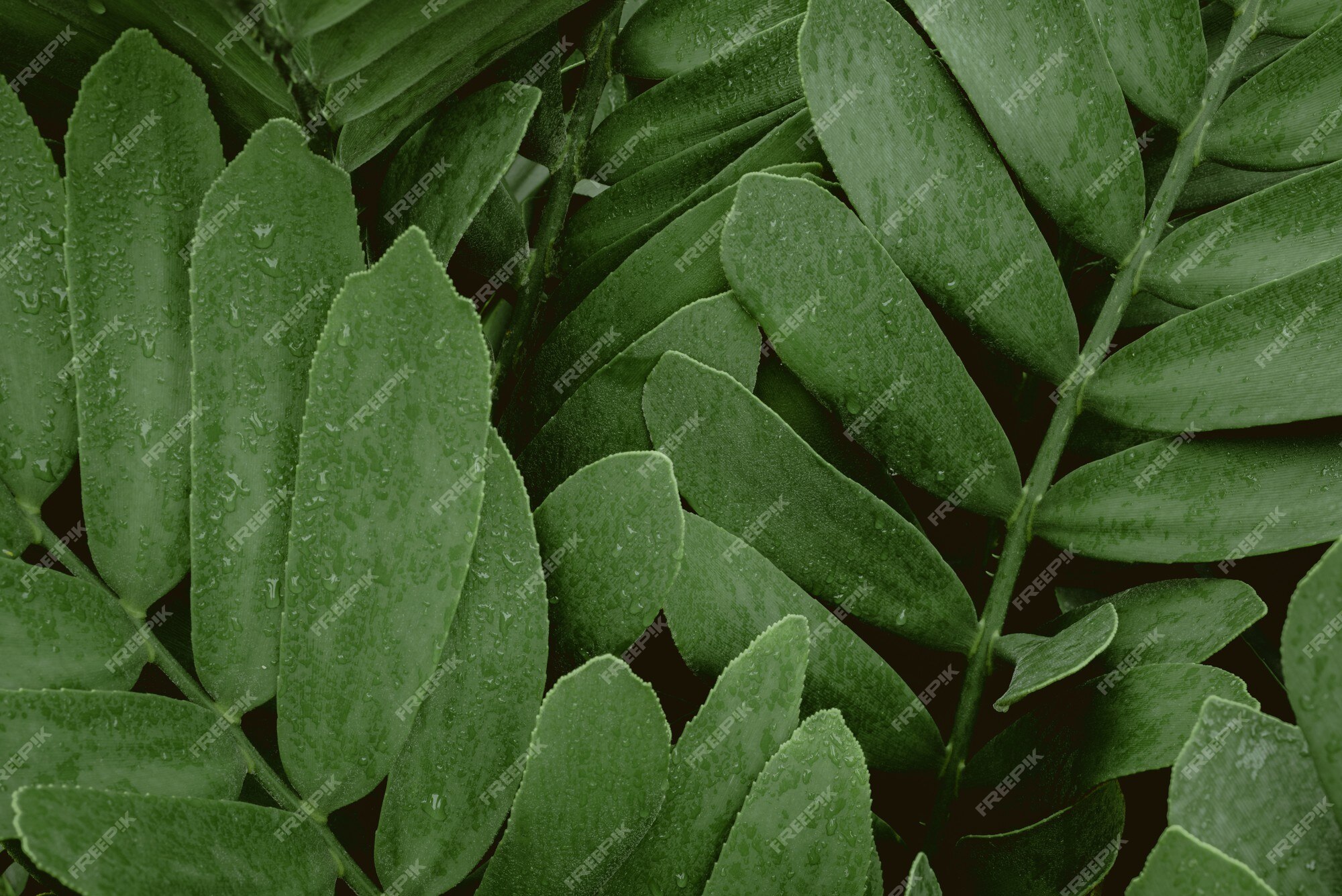 Premium Photo | Rainy season water drop on lush green foliage in rain ...