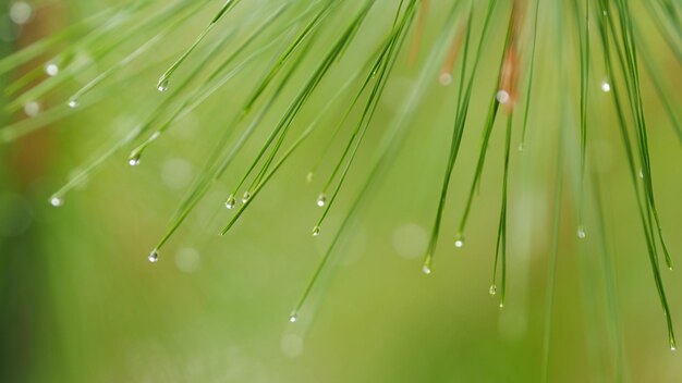 Rainy weather on a hike rain on a sunny day rain drops on green pine needles with fresh green leaves