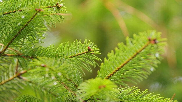 Rainy weather on a hike rain on a sunny day rain drops on green spruce needles with fresh green