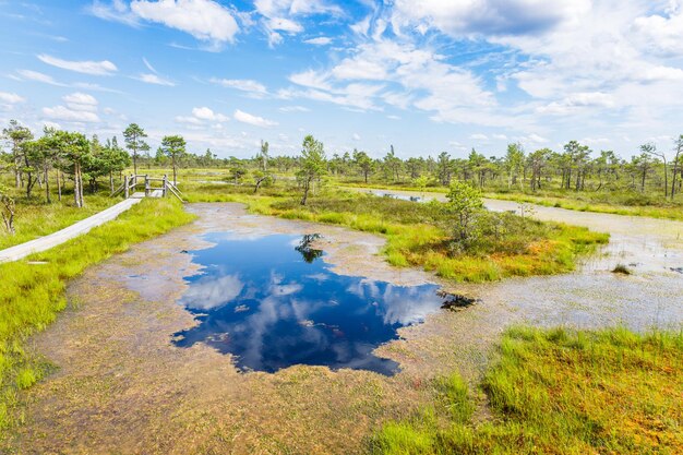 Raised bogs and big sponges at the great kemeri bog swamp in latvia