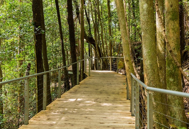 Raised walkway through forest in NSW