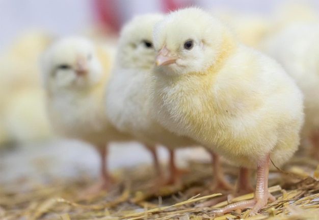 Photo raising broiler chickens at home home farm young chicks that have just hatched