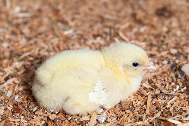 Raising chickens in a poultry farm