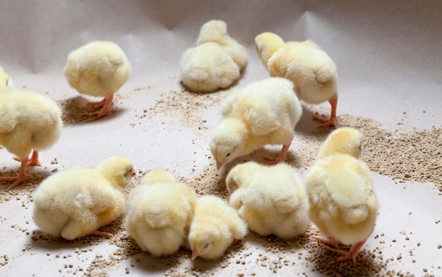 Raising chickens in a poultry farm