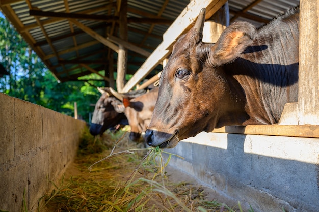 Raising wagyu cows in an industrial farming farm. Concept: raising animals or farmers raising wagyu cows with cowshed cows at an industrial farming farm.