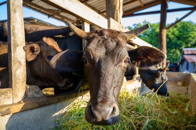 Raising wagyu cows in an industrial farming farm. Concept: raising animals or farmers raising wagyu cows with cowshed cows at an industrial farming farm.