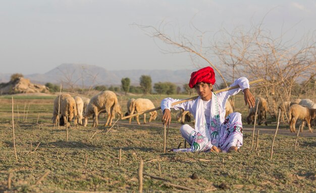 Rajasthani tribal man wears traditional colorful casual and herding flock of sheeps in field