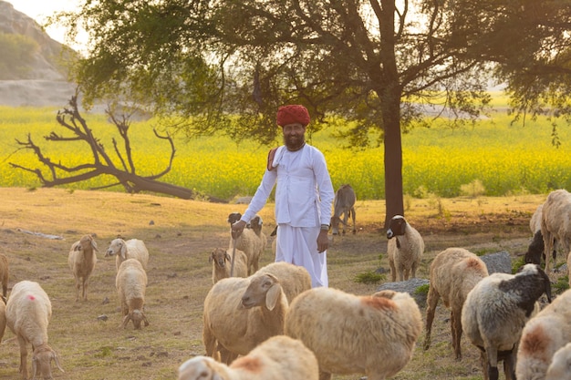 Rajasthani tribal man wears traditional colorful casual and\
herding flock of sheeps in field