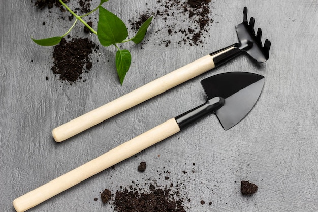 Rake and shovel Green seedling and soil Flat lay