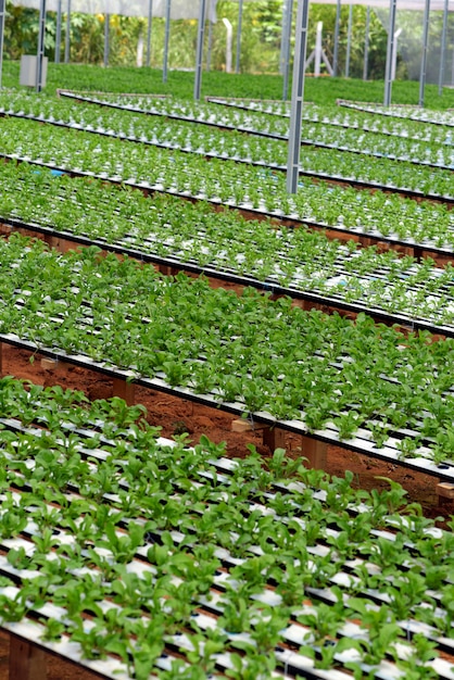 Raketsalade planten door hydrocultuur systeem