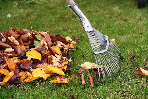 Raking autumn leaves gardening during the holidays horizontal