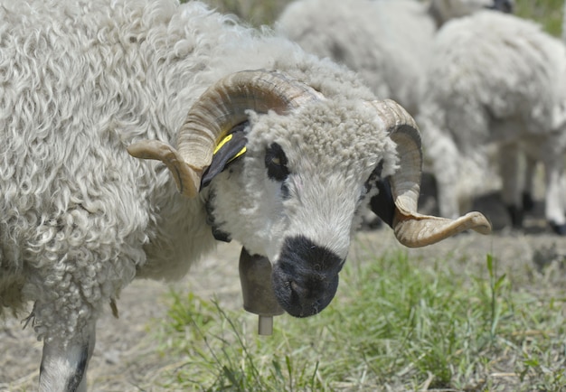 Stormo di arieti nel paesaggio naturale