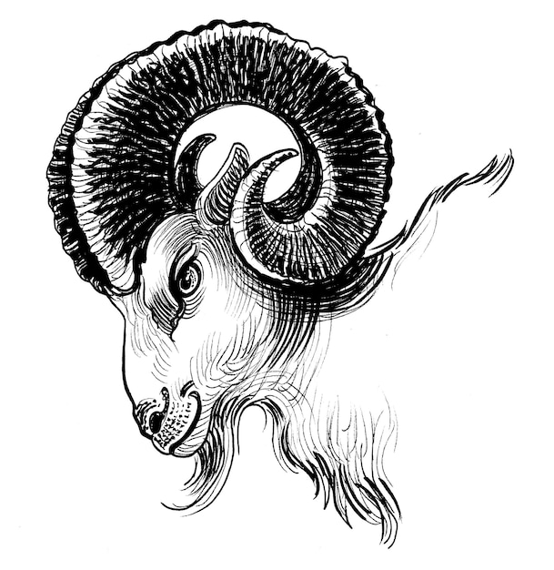 Ram head Ink black and white drawing