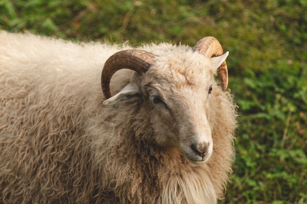 Ram met grote en gebogen hoorns