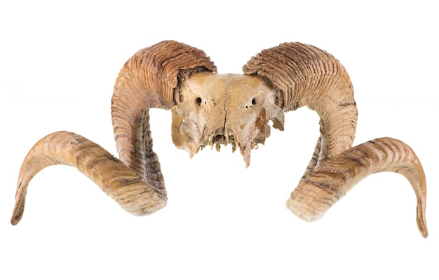 ram schedel met hoorns geïsoleerd op een witte achtergrond