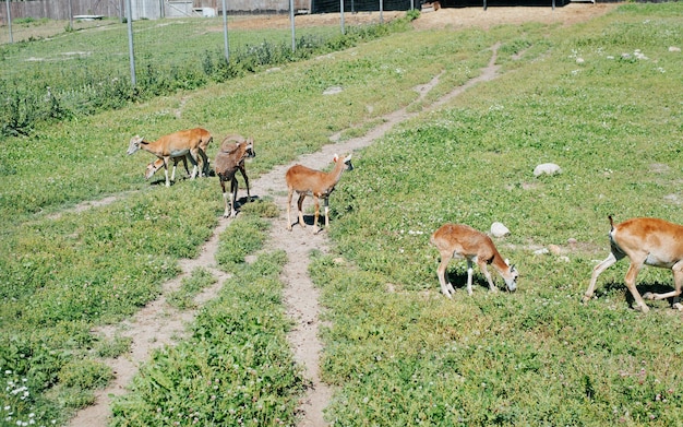 屋外の農場でラムと羊