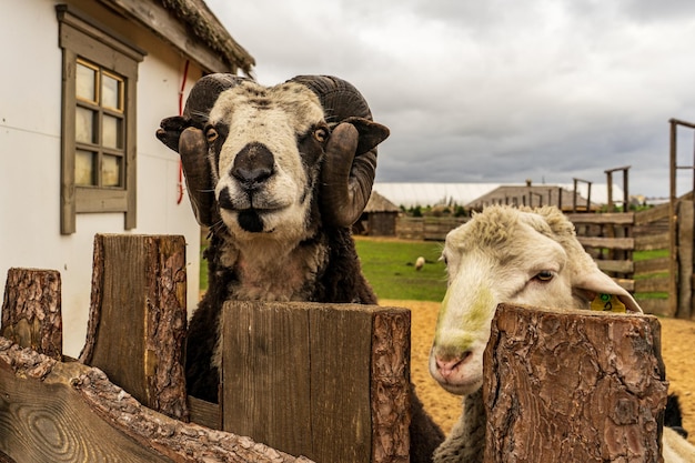 Foto ram e pecore dietro una recinzione nel villaggio