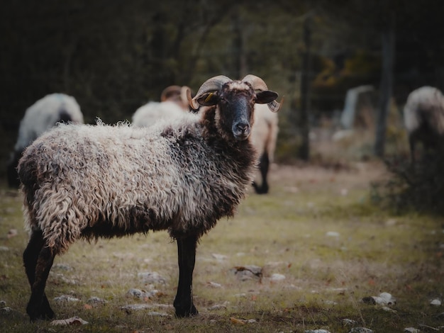 ram watching while the flock grazes